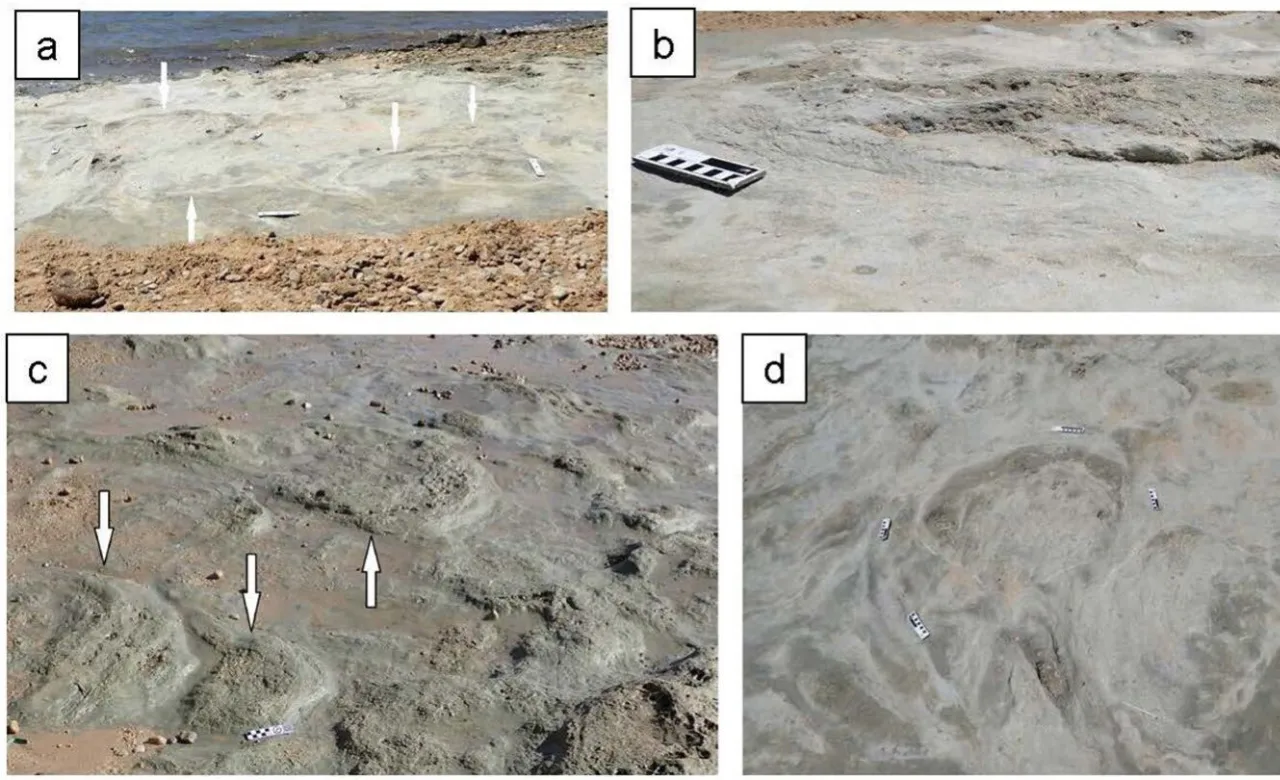 Dinosaur Tracks Found Near Knysna Open New Window to Ancient Past