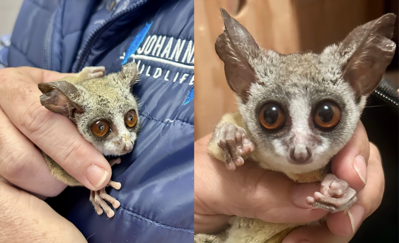 Tiny Bushbaby Maurice Survives in 1,400km Accidental Road Trip and Finally Reached Home